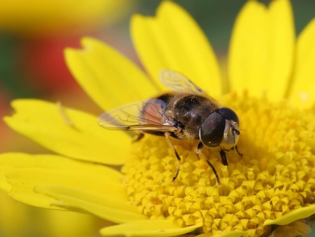 Drone Fly on Corn Marigold - yellow flower, flower, fly, drone fly