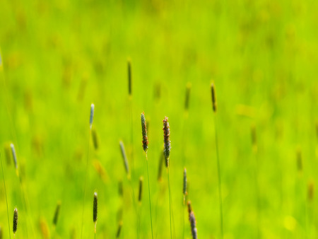 Grass Meadow - grass flowers, grass heads, meadow, grass