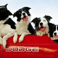 dogs in cars