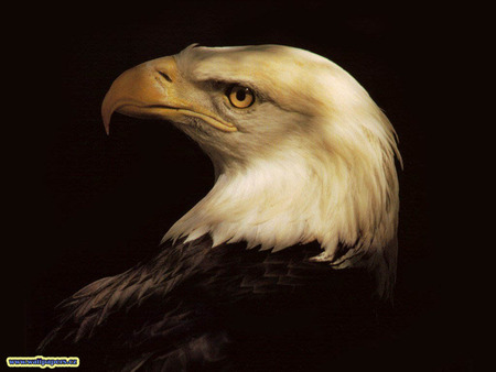 Eagle - eagle