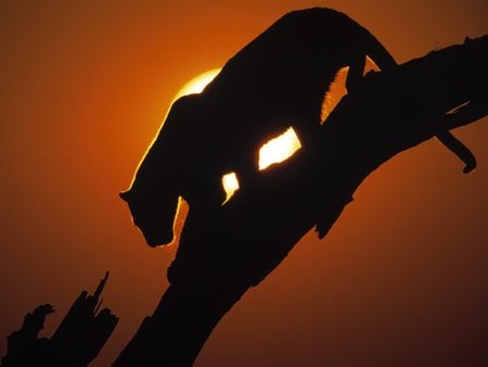 Cougar with Sunset in Background