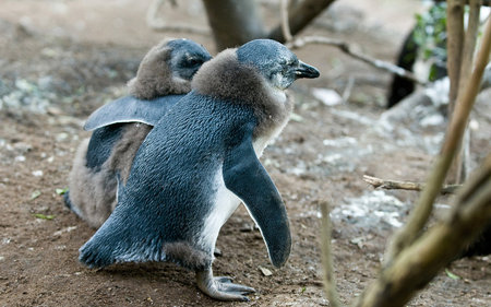 Penguin Love - artic, birds, penguins, love, animals, penguin