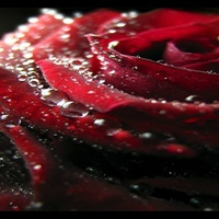 blood rose