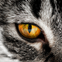 Cat Eye