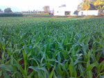 Indian agriculture ,KAMBALINAICKEN PATTY,Dindigul.