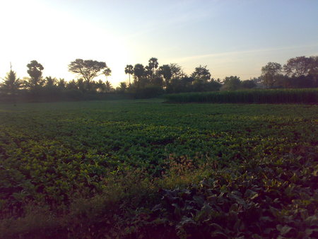 Indian agriculture ,KAMBALINAICKEN PATTY,Dindigul. - agri