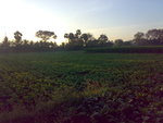 Indian agriculture ,KAMBALINAICKEN PATTY,Dindigul.