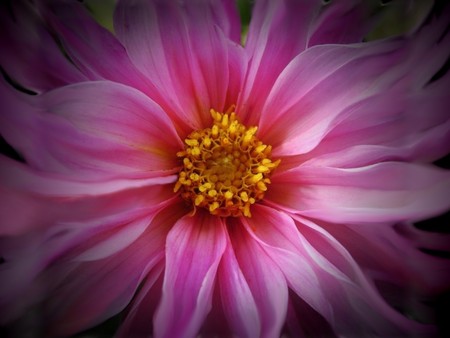 pink flower - flowers, pink, nature, rose