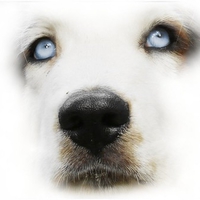 white dog