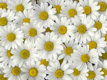 daisies - nature, flowers, daisies