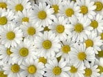 daisies