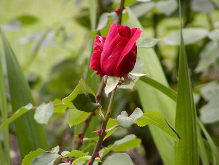 red rose - roses, flowers, red rose, nature