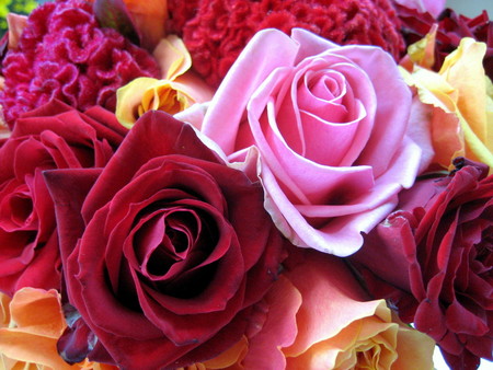 color roses - nature, roses, color, flowers, rose