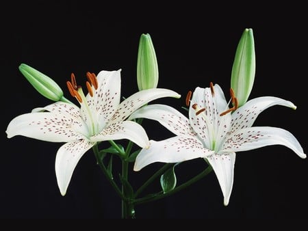 lalie - flowers, white, nature