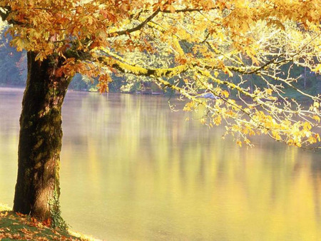 Tree above the lake - nature, color, lake, tree