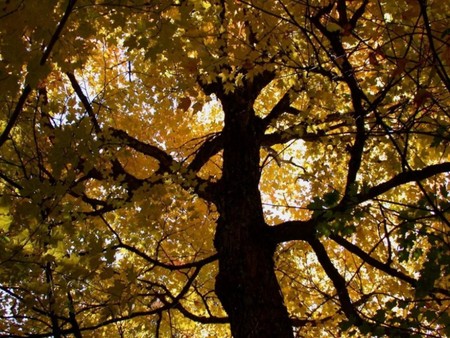 tree - tree, nature, sun, light