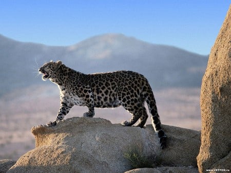 leopard - nature, leopard, mountain, animals