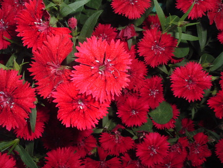 red flowers - red