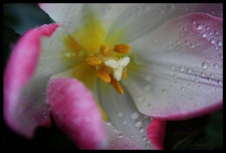 Flower Droplets - nature, droplets, flower