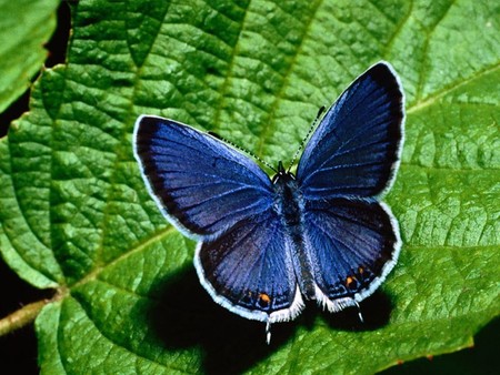 Eastern Tailed Blue Butterfly - nature, leaf, butterfly, blue