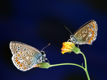 Lemon Pansy Butterfly - nature, two, flower, butterflies