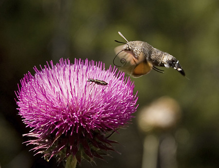 Hummingbird Hawkmoth - hummingbird hawkmoth, moth, sphingidae, hawkmoth