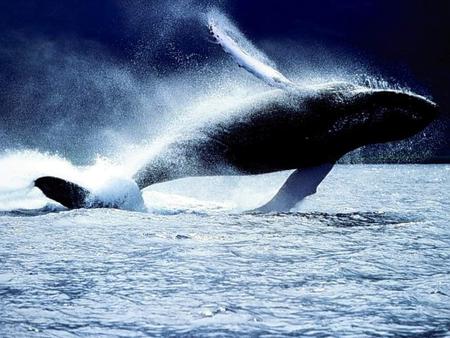 whale - nature, oceans, whale, animals