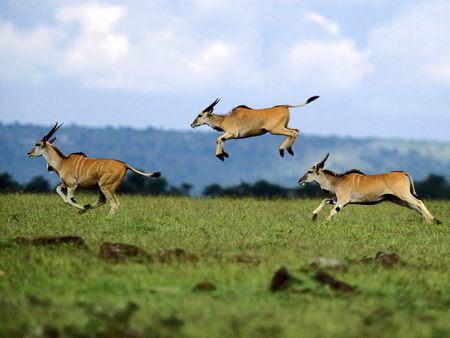 Antelopes - nature, animals, antelopes