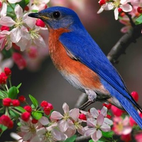 blue bird