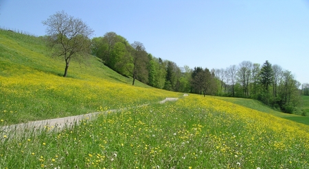 Yess..It`s Spring - nature, green, flowers, grass