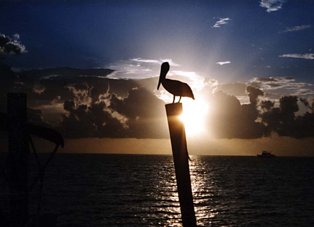 Pelican- Sunset - birds, sunset, nature, pelican, ocean