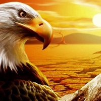 Sunset eagle