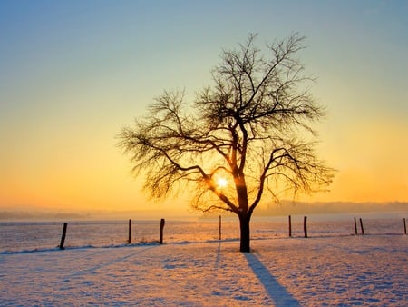 Cold Morning !!! - field, tree, nature, sun