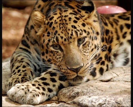 Leopard - leopard, jaguar, cat, animals