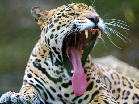 Leopard - cat, leopard, animals, jaguar