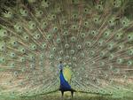 Indian Peafowl !!!