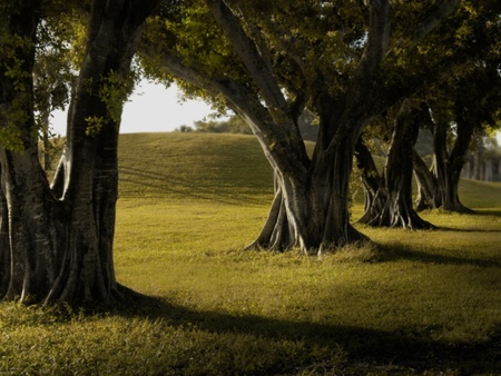 trees - nature, landscape, trees