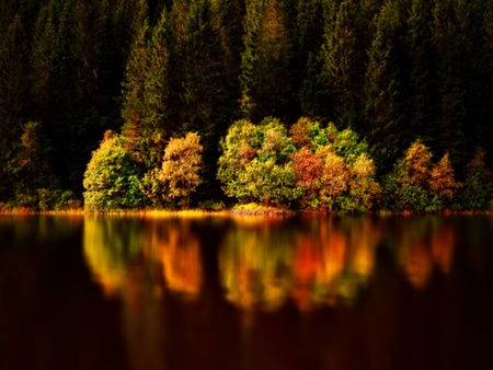 color trees - forests, trees, nature, lake, color