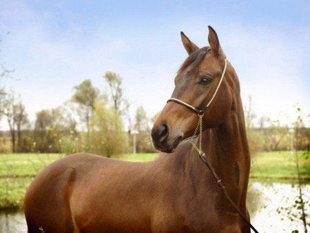 horse - nature, horse, animals