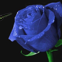 blue rose