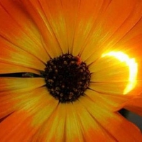 Eclipse of a Flower