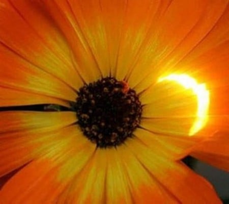 Eclipse of a Flower - digiatl art, flower, nature, eclipse