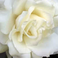 White Rose