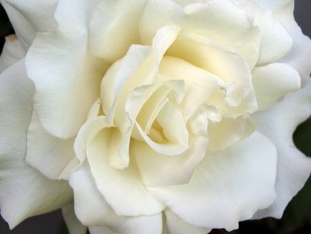 White Rose - nature, rose, flower