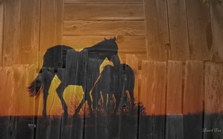 Sunset Horses - board, collage, horse, orange, sunset, widescreen