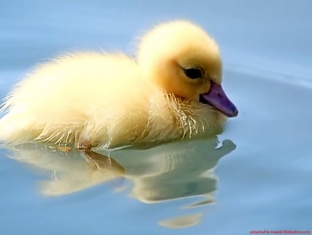 Sweet duckling - duck, yellow, sweet, single, little