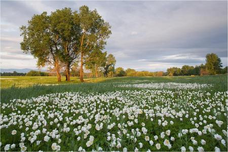 Spring in Air - white, beautiful, field, spring, wildflowers, blue grey sky, trees, grass