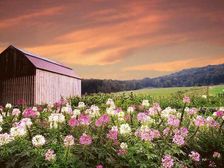 Hues - fields, skycolors, landscape, flowers, barn, country