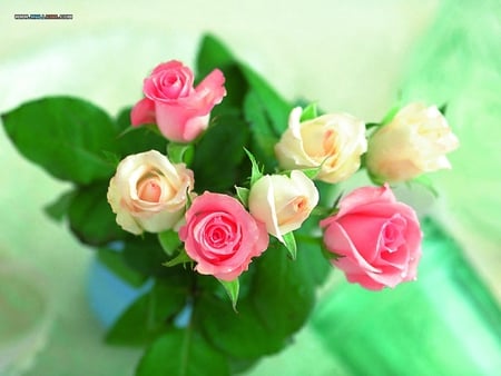 beautiful roses - white, roses, pink, beautiful, greens, vase