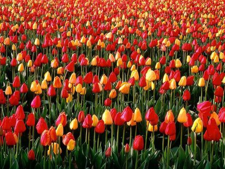 tulips - tulips, field, flowers, colourful